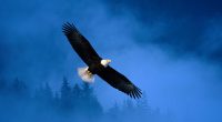 Flight of Freedom Bald Eagle647643087 200x110 - Flight of Freedom Bald Eagle - Freedom, Flight, Eagle, Black, Bald